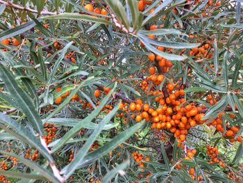 Close-up of orange fruits on tree