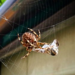 Close-up of spider and web against blurred background