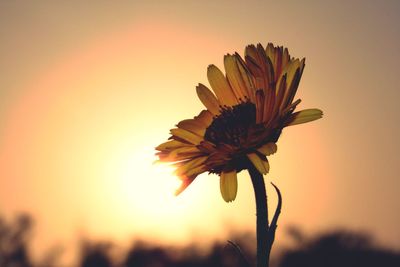 Close-up of orange flower blooming against sky during sunset