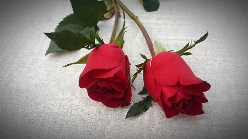 Close-up of rose plant