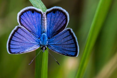 Close-up of butterfly on purple flower