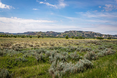 Scenic view of field against sky