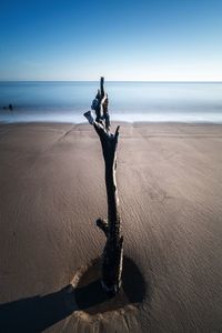 Driftwood on sand at beach against clear sky