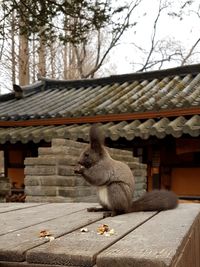 Squirrel eating nuts