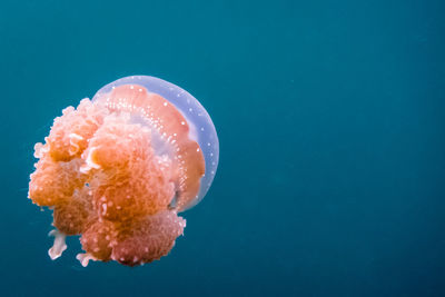 Jellyfish in water