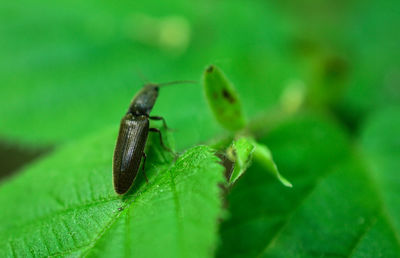 Close-up of insect on leaf