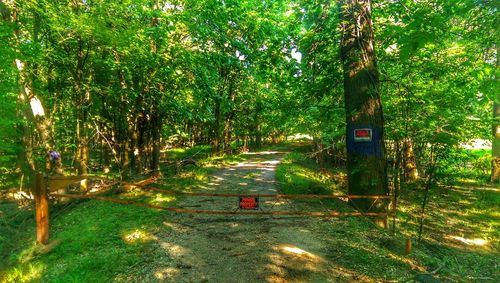 Empty road along trees