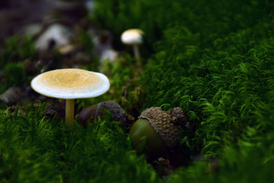 Close-up of mushrooms growing on tree trunk