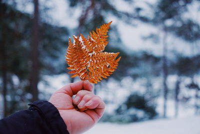 Close-up of hand holding leaf during winter