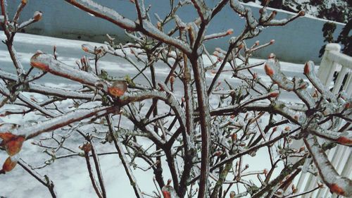 Close-up of frozen bare tree during winter