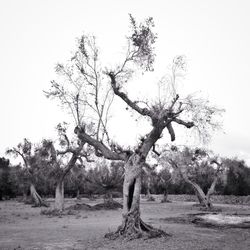 Bare tree on field against clear sky