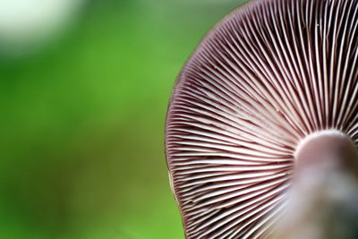 Close-up of leaf