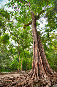 Low angle view of trees in forest