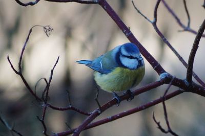 Close-up of bluetit perching on branch