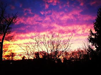 Silhouette of trees at sunset