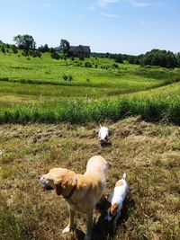 Flock of sheep on field