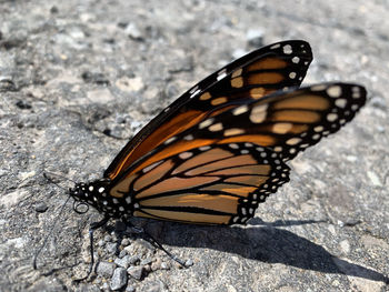 Close-up of butterfly