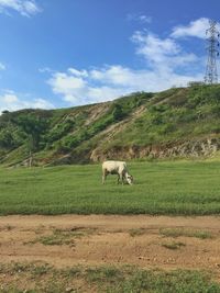 A cow eating grass on grass field