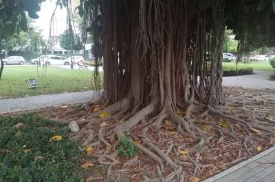 Trees on grass