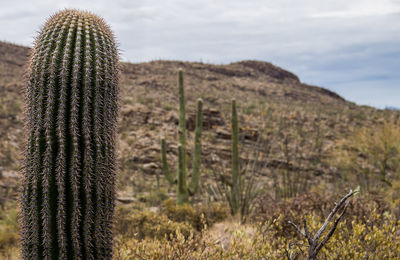 Cactus growing on field against sky