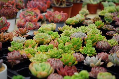 Close-up of succulent plants at market