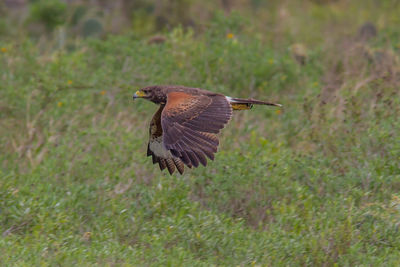 Close-up of bird flying over plants