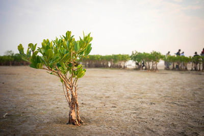 Plants growing on field against sky