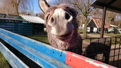 Close-up of donkey on field