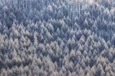 Full frame shot of pine trees in forest during winter