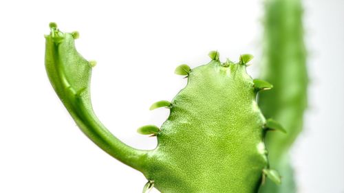 Close-up of green pepper against white background