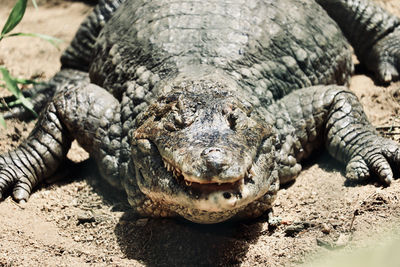 Close-up of crocodile