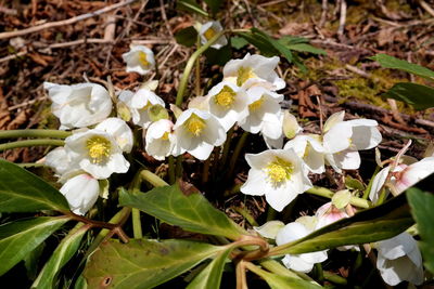 Close-up of white flowering plant