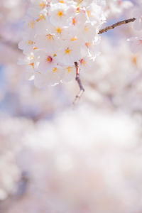 Close-up of cherry blossom