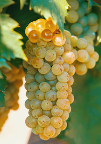 Close-up of grapes hanging in vineyard