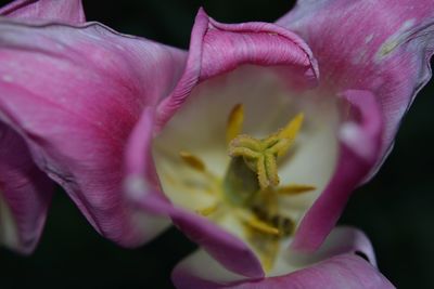 Close-up of pink day lily blooming outdoors