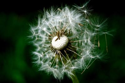 Close-up of dandelion flower