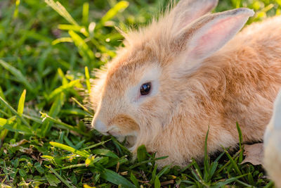 Close-up of rabbit on field