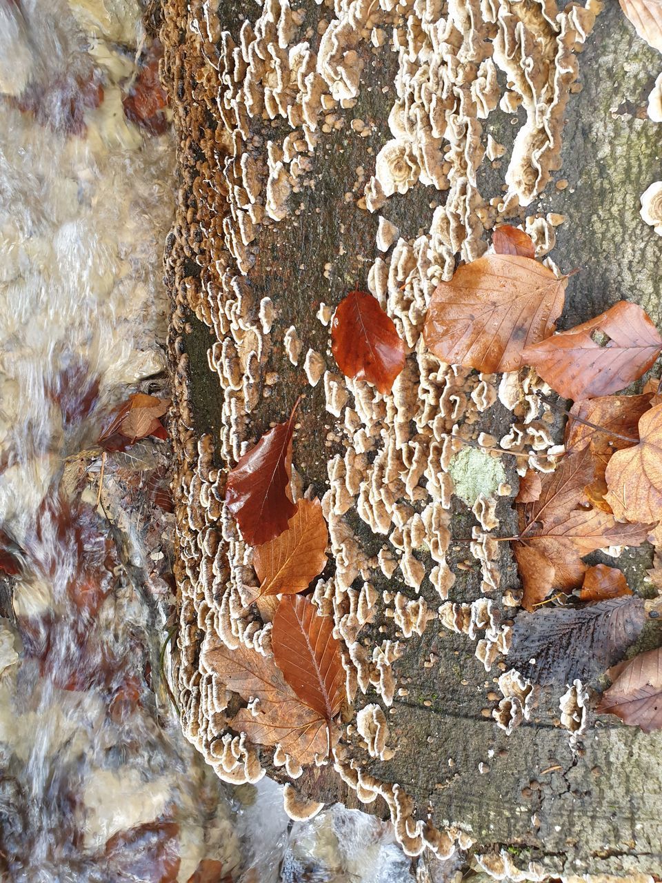 FULL FRAME SHOT OF BARK