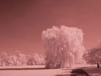 Trees by lake against sky