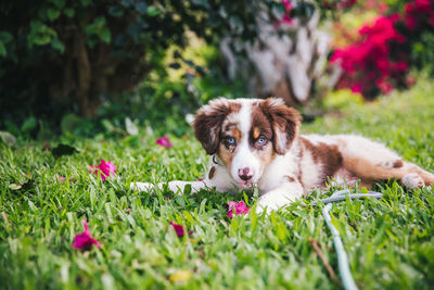 Portrait of dog on field