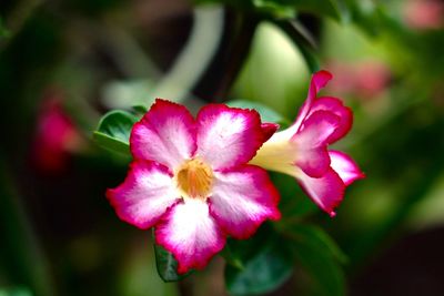 Close-up of pink flower