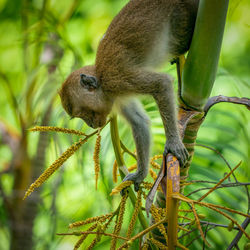 Close-up of squirrel on tree