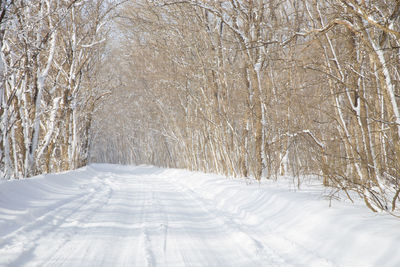 Bare trees on snow covered land