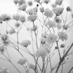 Close-up of flowers