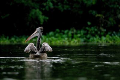 Cute pelican of lake