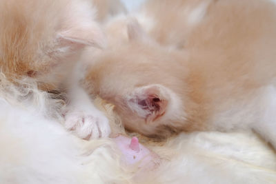 Close-up of a dog sleeping