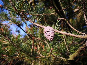 Close-up of pine cone on tree