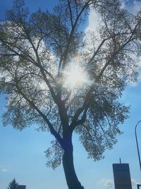 Low angle view of trees against sky