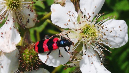 Close-up of flowers