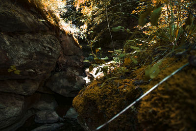 Close-up of rocks and plants